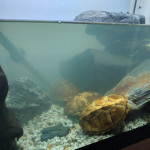 3 turtles for sale