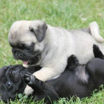 Exceptional Black & Fawn Pug Puppies Ready Now!!!!