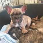 Stunning french bulldog puppys ready to go now 
