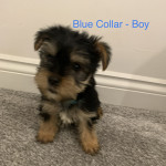 Yorkshire Terrier Puppies - READY NOW!