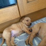 Chunky Labrador Retriever Puppies