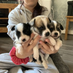 Chihuahua x papajack puppies 