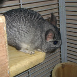 Chinchillas A selction of Colours and Ages