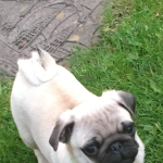2 beautiful pug puppies