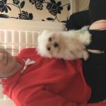 Small Maltese white girl 