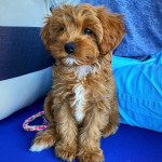  Cavapoo Puppies Available 