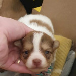 Pomchi puppies ???? 3 males and 1 female available 
