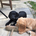 Working Cocker Sprockerpoo Puppies!