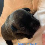 Franch bulldog x Stafforshire bull terrier puppies