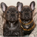 BEST Quality BLUE KC FRENCH BULLDOGS