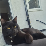 Dark chocolate cross BSH in need of a home urgently