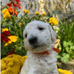 Multigen Labradoodle puppies