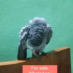 Gorgeous African grey  for sale