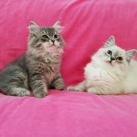 SIBERIAN KITTENS