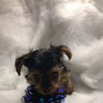Miniature Yorkshire terrier boy puppies 