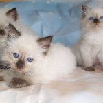 Full pedigree GCCF registered Ragdoll kittens ready 