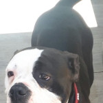 Old English female bulldog 