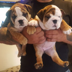 KC Reg English Bulldog Puppies