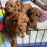 6 f1 Cockapoo puppies 