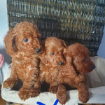 Cockapoo puppies 8 available 
