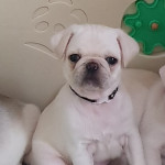White male pug puppies for sale 