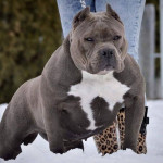 Bully Xl For Stud