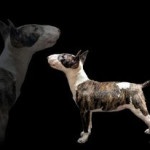 kc english bull terrier miniture