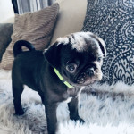 Kennel club reg. pug girl (ready now )