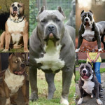 3 stunning xl bully pups available 