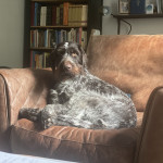 Friendly German Wirehaired Pointer