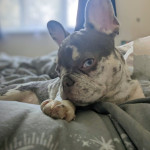 French Bulldog called Porsche 