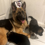 German shepherd puppys 