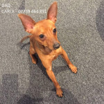 3 Beautiful Miniature Pinscher Puppies For Sale!