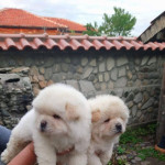 Chow Chows Puppies