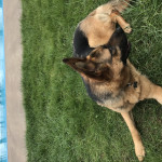 friendly large german shepherd for sale
