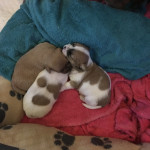 Mix Breed Puppies for Sale