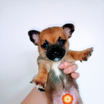 READY NOW BOY CHIHUAHUAS