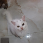 Persian cat kittens for sale