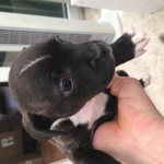 Staffordshire Bull Terrier Puppies, 6 weeks old, ONLY 4 GIRLS LEFT