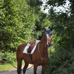 6-year-old Hanoverian mare. 