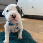 Beautiful healthy American Bulldog puppies 