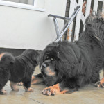 tibetan mastiff breeding plan