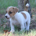 Beautiful Miniature Jack Russell Puppies