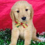 Golden retriever puppy for sale 