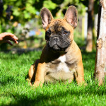 LOOKING FOR FOREVER HOMES