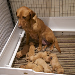 Litter of Labrador Retriever Puppies
