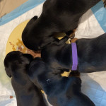 Miniature dachshund puppy