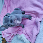 Rare exotic lilac female french bulldog pup
