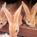 Yellow Continental Giant Rabbit