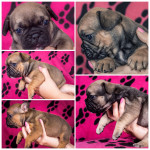 6 French bill dog puppies for sale 